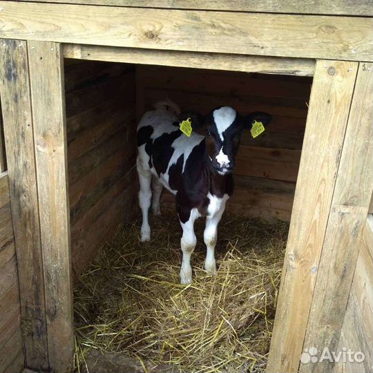 Продам отличных бычков телок