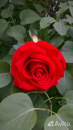 Искусственные цветы