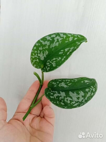 Эпипремнум срез и укорененные