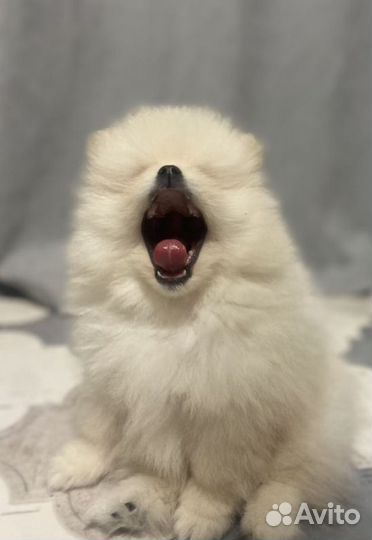 Щенки шпица