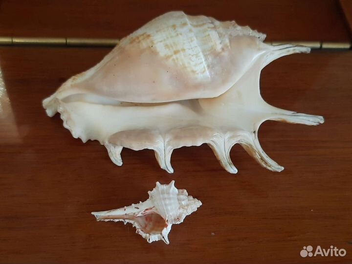 Морские ракушки раковины