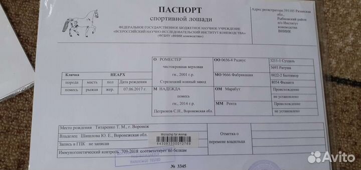 Продается жеребец, случка