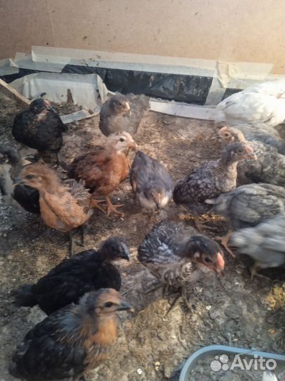 Цыплята несушки подрощенные