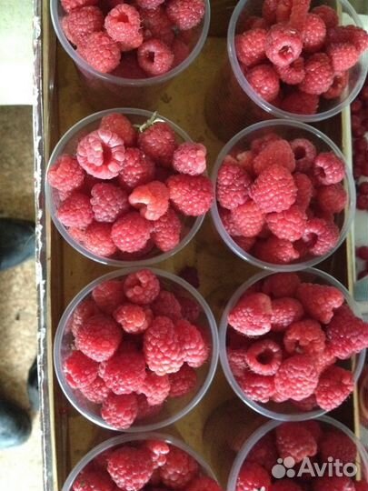 Побеги малины 