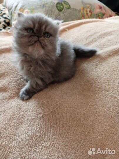 Персидские котята