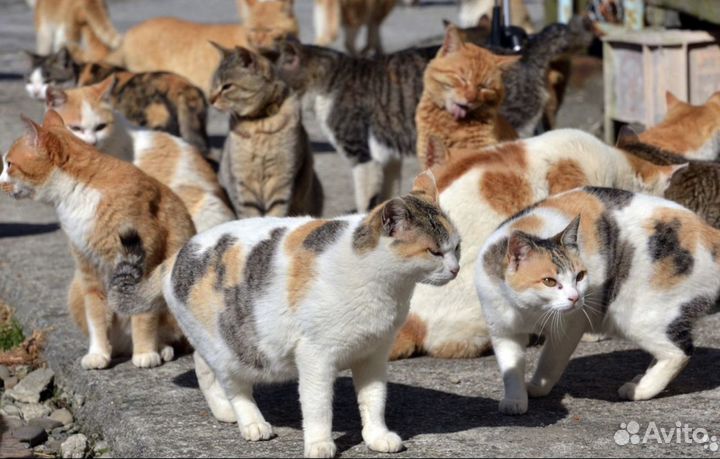 Кошки/Кот