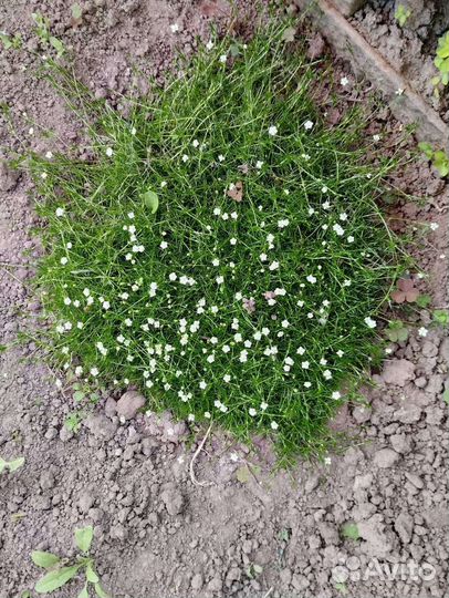 Мшанка шиловидная