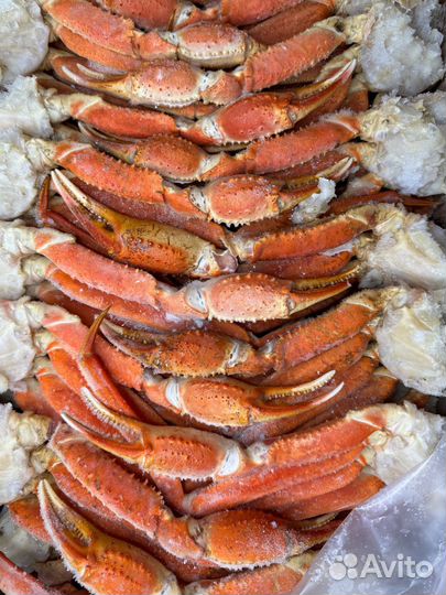 Конечности краба Стригуна (Опилио)