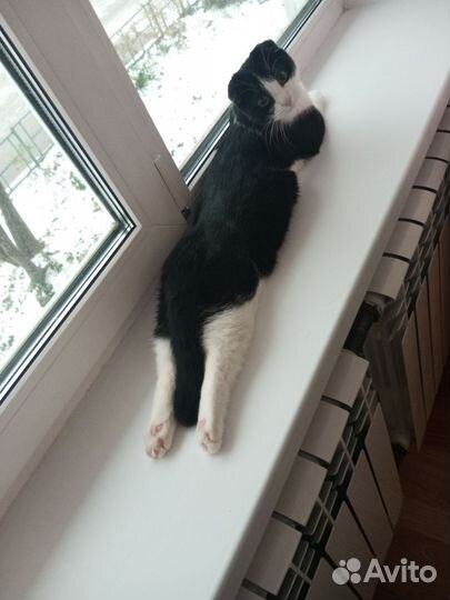 Отдам кошечку в хорошие руки