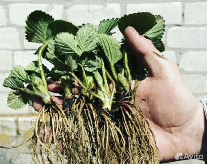 Клубника разовая