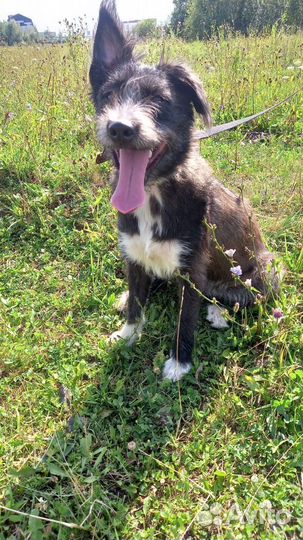 Собачка Клякса