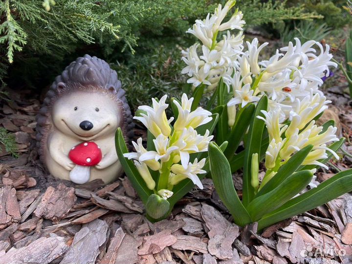 Мульча кора лиственницы