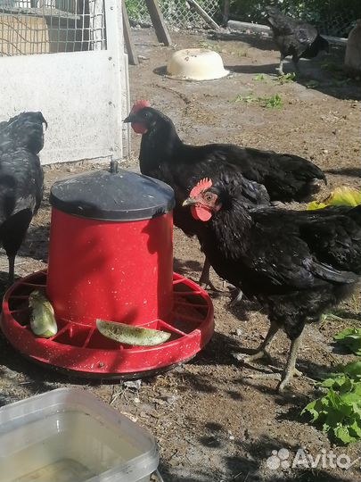 Курочки и петушки 2, 5 меяца