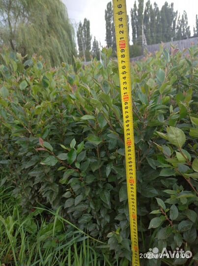 Саженцы кизильника