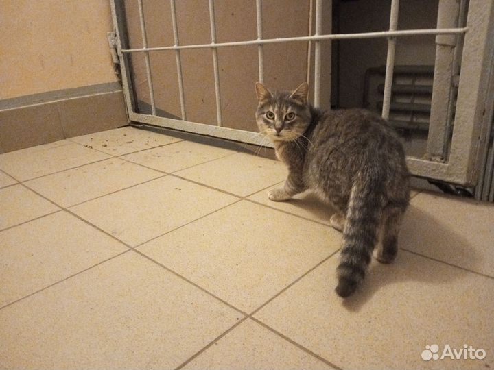 Потерялся кот