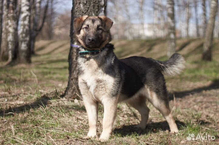 Трогательные ушки конвертиком