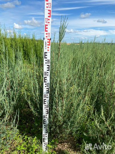 Можжевельник Блю Эрроу