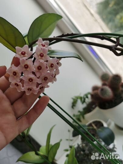 Хойя кримсон квин