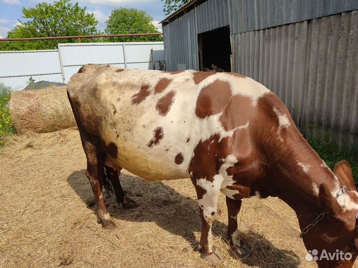 Дойная молочная корова
