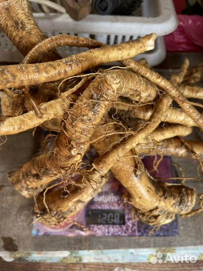 Продам корень хрена и продукты переработки хрена