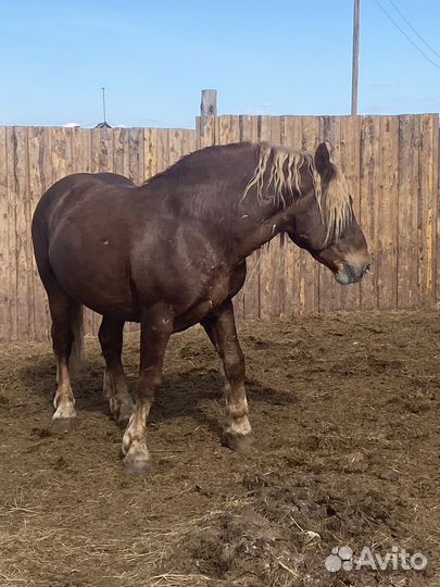 Жеребец тяжеловоз советский