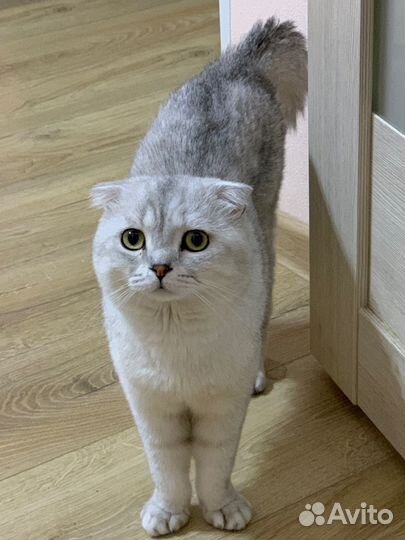 Шотландские коты