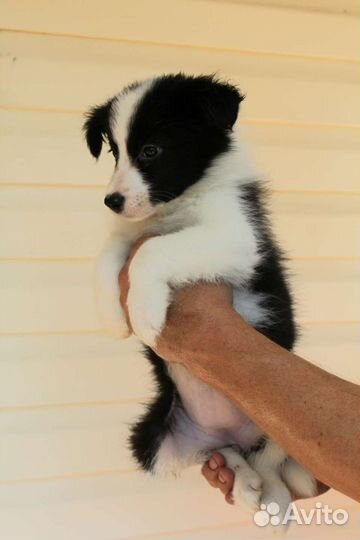 Щенки Бордер колли