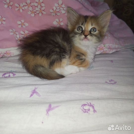 Сибирская кошка