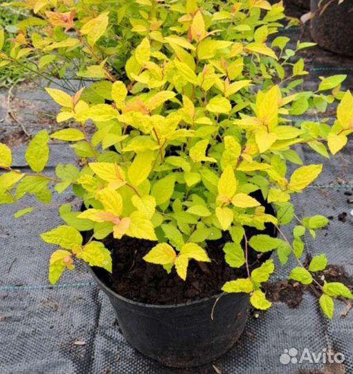 Спирея японская