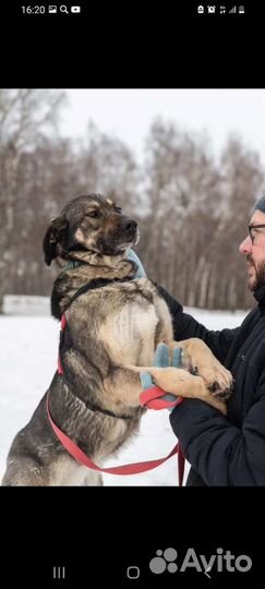 Собака ждёт хозяина в приюте