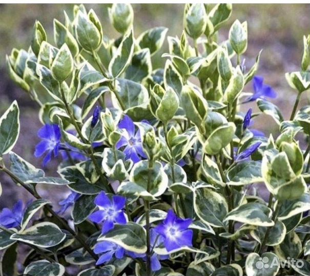 Барвинок большой 