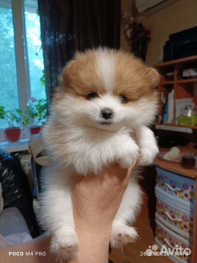 Щенки шпица мини