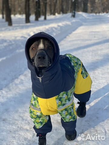 Зимняя одежда для собак под заказ