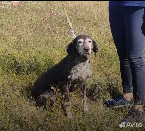 Курцхаар в добрые руки