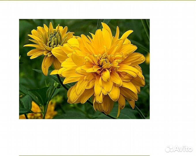 Золотой шар ирисы 40 хоста 20 цветы многолетние