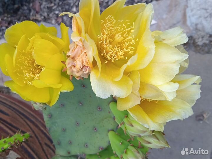 Опунция (уличный кактус)