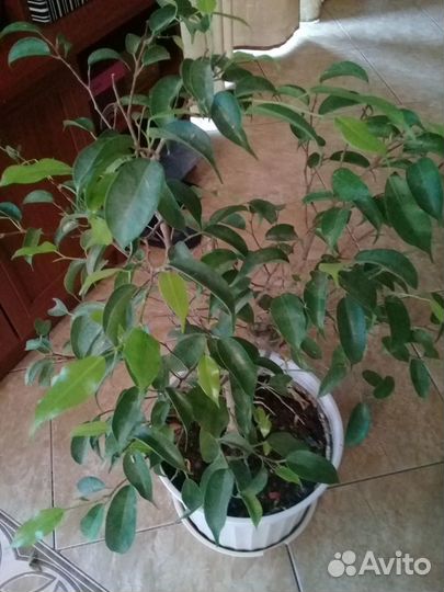 Фикус Бенджамина