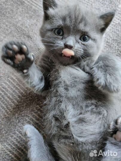 Британский вислоухий