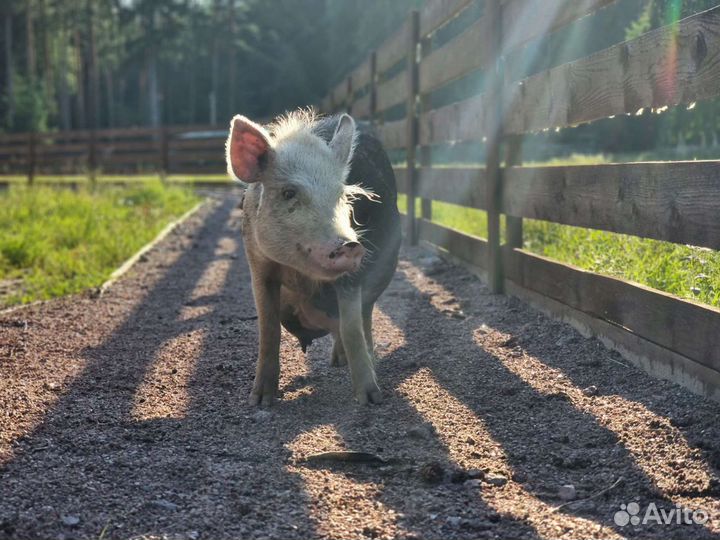 Ветеринар ветврач лечение консультация онлайн