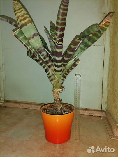 Вриезия, комнатный цветок