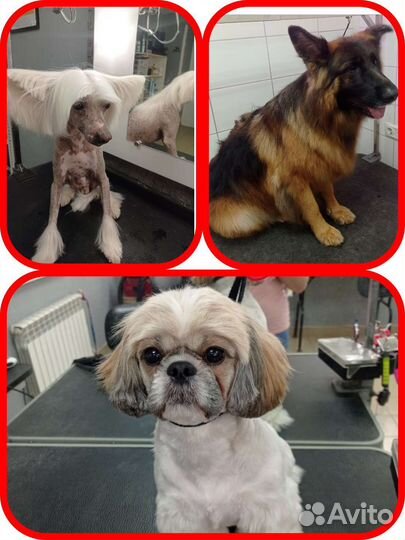 Грумер начинающий мастер