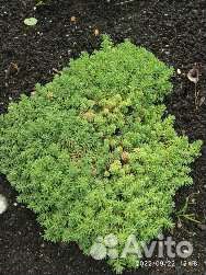 Очиток седум