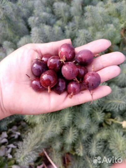 Саженцы крыжовника