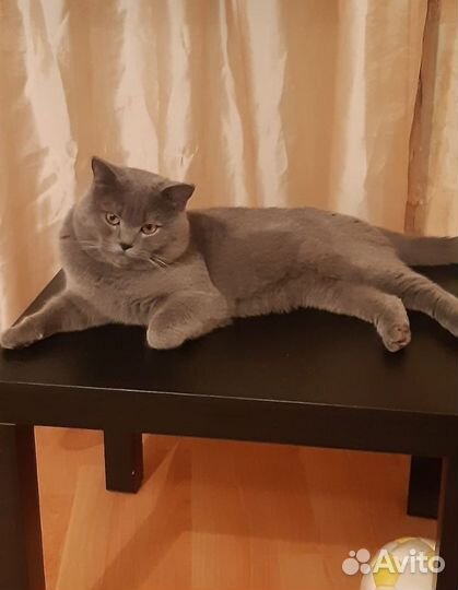 Потерялся Кот