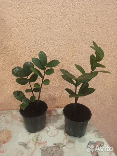 Сансевиерия, Гибискус персиковый, Замиокалькус