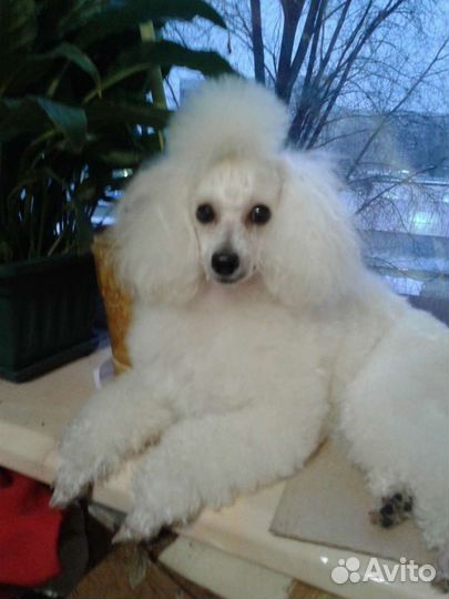 Стригу собак