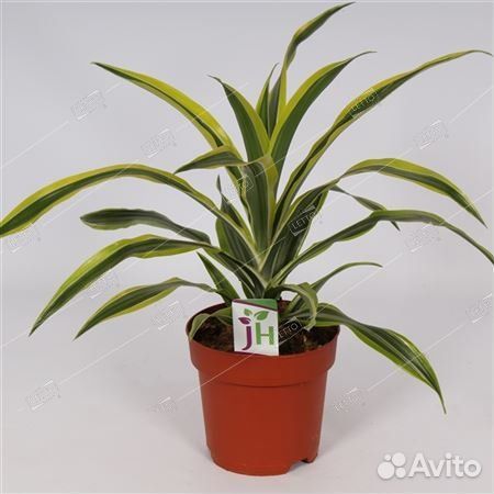 Драцена Лемон Лайм голова Dracaena Lemon Lime head