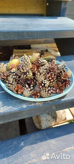 Шишки еловые сосновые