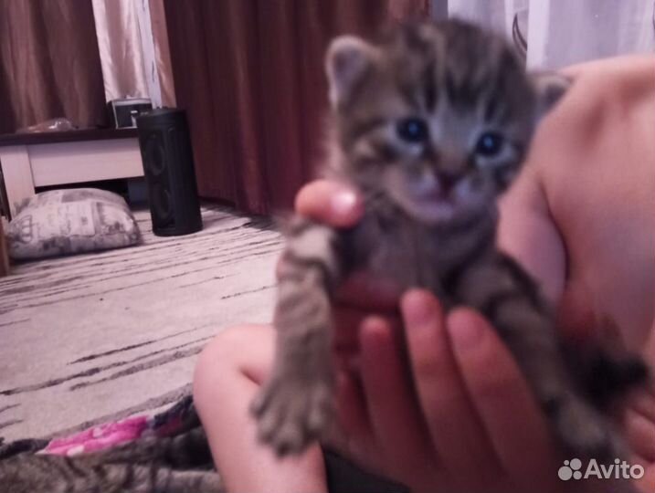 Отдам котят в добрые руки