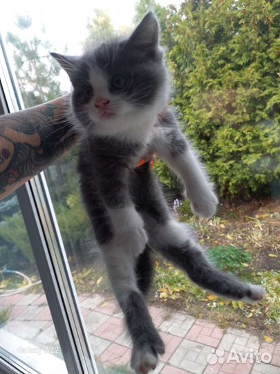 Котята